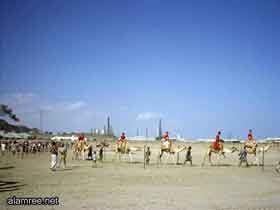 سباقات الهجن العربية البريقه عام 1964